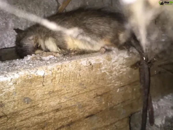 Dead Rat Removal Kobble